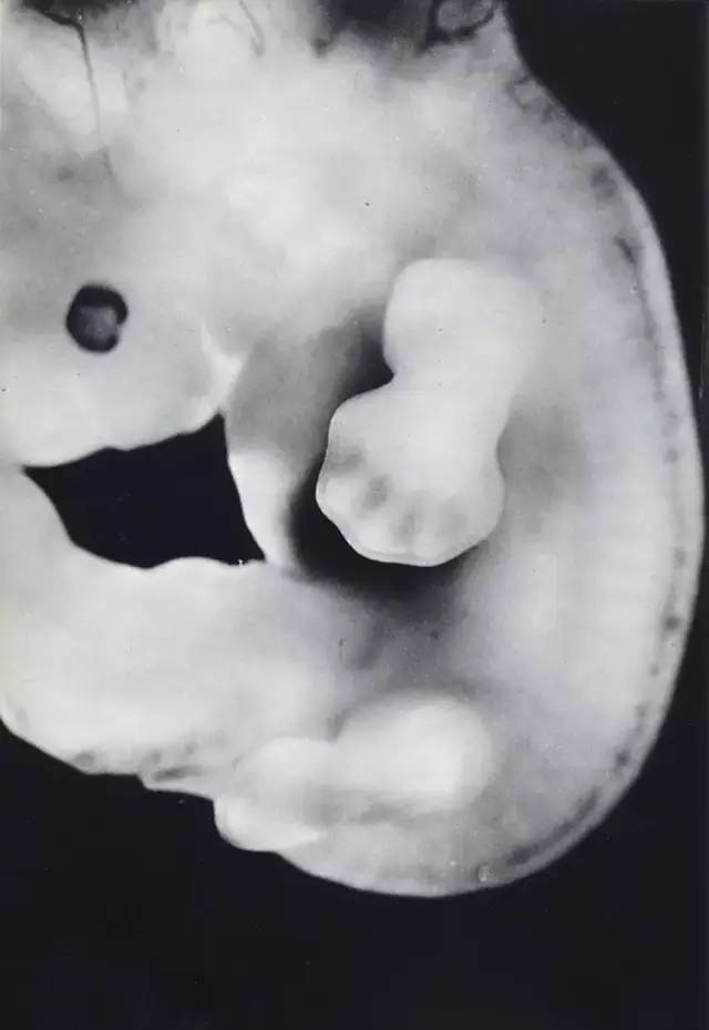 摄影师12年时间记录胎儿形成发育过程 极其珍